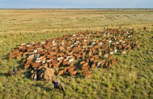 Região pecuária de Kimberley em grande escala vendida com rebanho e planta de qualidade Região pecuária de Kimberley em grande escala vendida com rebanho e planta de qualidade