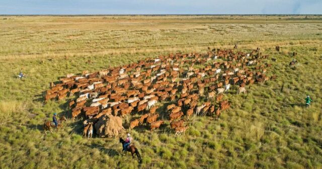 Região pecuária de Kimberley em grande escala vendida com rebanho e planta de qualidade
