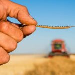 Remessa experimental para zarpar carregando as esperanças dos produtores de canola australianos