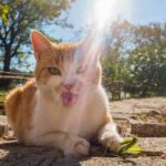 Uma análise de milhares de imagens e vídeos, incluindo os incluídos neste artigo, ajudou pesquisadores no Brasil a entender quais insetos seus gatos estão matando (Getty Images/iStock)