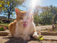 Seus gatos são assassinos – e os cientistas têm milhares de vídeos para provar isso Uma análise de milhares de imagens e vídeos, incluindo os incluídos neste artigo, ajudou pesquisadores no Brasil a entender quais insetos seus gatos estão matando (Getty Images/iStock)