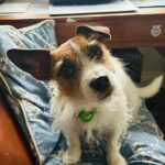 Maud, Jack Russell terrier, de dois anos, esperando pacientemente para passear no escritório de Tom Parker Bowles