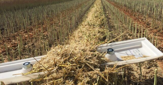 Tempestade de granizo destrói a promissora colheita de canola Hunter TF a sudeste de Merredin
