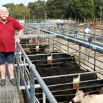 Ter um excesso de gado pesado transferido para venda extra no Sudoeste compensa