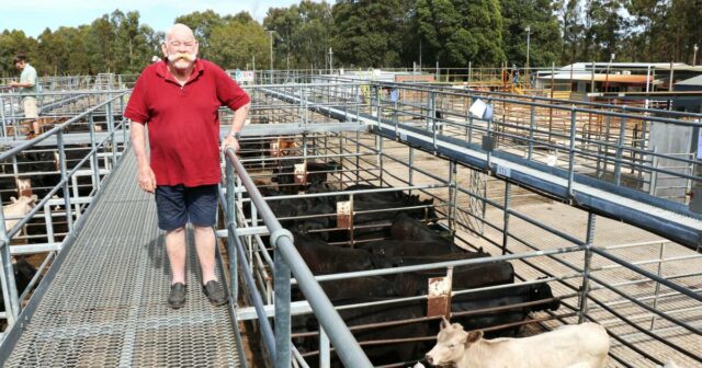 Ter um excesso de gado pesado transferido para venda extra no Sudoeste compensa

