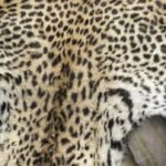 Ícone de conversão de texto em fala