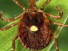 ‘Tragédia absoluta’: piloto dos EUA morre por comer hambúrguer após picada de carrapato Um carrapato Lone Star, que apesar do nome que soa texano, é encontrado principalmente no sudeste dos EUA.