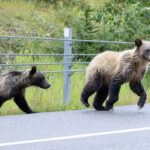 Filhotes de urso pardo no país de Kananaskis. Os filhotes costumam ficar com a mãe até os três anos de idade, disse o fundador da Canadian Bear Safety Authority, John Clarke.