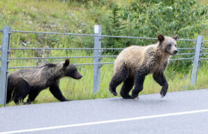 Três filhotes de urso pardo encontrados na área de ataque de urso serão deixados sozinhos para hibernar, diz província Filhotes de urso pardo no país de Kananaskis. Os filhotes costumam ficar com a mãe até os três anos de idade, disse o fundador da Canadian Bear Safety Authority, John Clarke.
