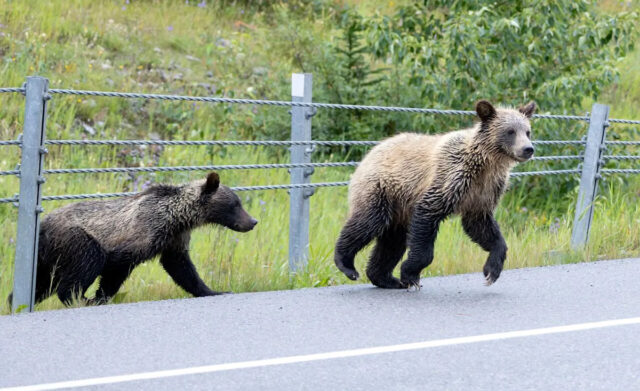 Filhotes de urso pardo no país de Kananaskis. Os filhotes costumam ficar com a mãe até os três anos de idade, disse o fundador da Canadian Bear Safety Authority, John Clarke.