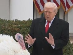 Trump perdoa perus no Dia de Ação de Graças Trump perdoa perus no Dia de Ação de Graças