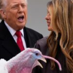 Waddle, o peru nacional alternativo do Dia de Ação de Graças, está no White...