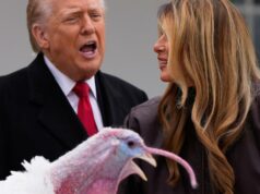 Trump poupa perus na cerimônia anual de perdão, mas assa seus oponentes políticos Waddle, o peru nacional alternativo do Dia de Ação de Graças, está no White...