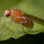 Drosophila melanogaster