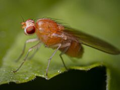 Uma mudança genética sensível ao tempo para características específicas do sexo dos neurônios em desenvolvimento Drosophila melanogaster