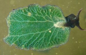 Uma rara lesma marinha fotossintetizante foi encontrada em NS. Veja por que os cientistas estão entusiasmados Uma mulher de casaco vermelho e tuque cinza sorri. Atrás dela, água e árvores são vistas ao longe,
