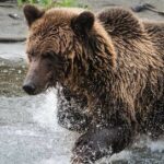 A área de Bella Coola é conhecida por seus ursos pardos.