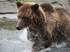 Urso ataca crianças e professores em uma trilha de caminhada no Canadá, ferindo 11 A área de Bella Coola é conhecida por seus ursos pardos.
