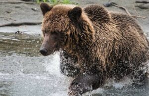 Urso ataca crianças e professores em uma trilha de caminhada no Canadá, ferindo 11 A área de Bella Coola é conhecida por seus ursos pardos.