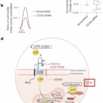 Variante genética comum associada a maior risco de doenças cardíacas em pessoas com ascendência africana