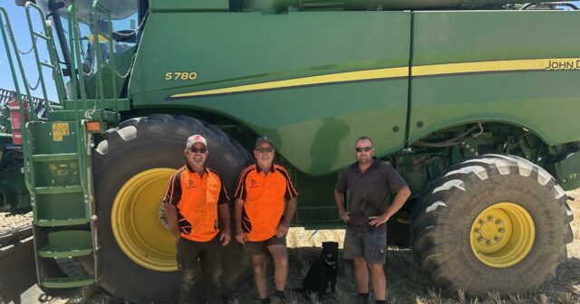 Variedades poderosas de trigo se enfrentam com alguns resultados interessantes
