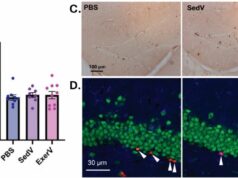 Vesículas induzidas por exercício aumentam o crescimento de neurônios quando transplantadas em camundongos sedentários Vesículas liberadas durante o exercício que estimulam a neurogênese podem ser transplantadas
