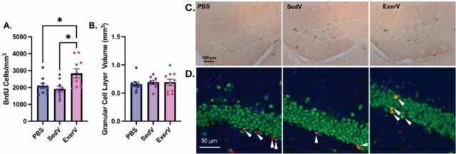 Vesículas induzidas por exercício aumentam o crescimento de neurônios quando Vesículas liberadas durante o exercício que estimulam a neurogênese podem ser transplantadas