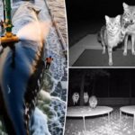 Vídeos adoráveis ​​​​de IA sobre vida selvagem estão por toda parte - e estão colocando humanos e animais em perigo: estudo