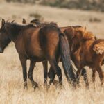 'Vitória da verdade': Brumbies perdem proteção sob a nova lei