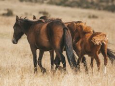 ‘Vitória da verdade’: Brumbies perdem proteção sob a nova lei 'Vitória da verdade': Brumbies perdem proteção sob a nova lei