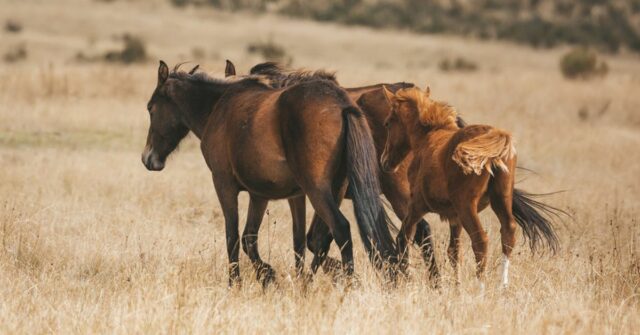'Vitória da verdade': Brumbies perdem proteção sob a nova lei
