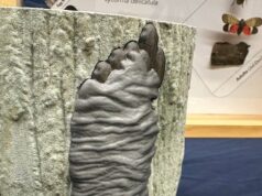 Você já viu ovos de mosca-lanterna manchados em Windsor-Essex? Centro de Espécies Invasoras pede vigilância Ícone de conversão de texto em fala