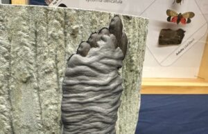 Você já viu ovos de mosca-lanterna manchados em Windsor-Essex? Centro de Espécies Invasoras pede vigilância Ícone de conversão de texto em fala