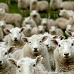 Woke Fashion Designer usa 'Gay Sheep' para lã na estreia da moda em Nova York