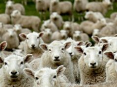 Woke Fashion Designer usa ‘Gay Sheep’ para lã na estreia da moda em Nova York Woke Fashion Designer usa 'Gay Sheep' para lã na estreia da moda em Nova York