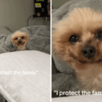 Yorkshire Terrier sênior que protege a família derrete corações online