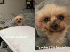 Yorkshire Terrier sênior que protege a família derrete corações online Yorkshire Terrier sênior que protege a família derrete corações online