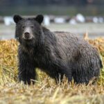 ‘Tão perto que ele sentiu seu pelo’: Urso pardo ataca crianças em idade escolar no Canadá