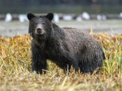 ‘Tão perto que ele sentiu seu pelo’: Urso pardo ataca crianças em idade escolar no Canadá ‘Tão perto que ele sentiu seu pelo’: Urso pardo ataca crianças em idade escolar no Canadá