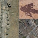 16.000 pegadas fósseis na Bolívia central revelam o comportamento dos dinossauros