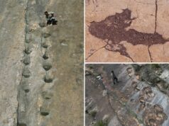 16.000 pegadas fósseis na Bolívia central revelam o comportamento dos dinossauros 16.000 pegadas fósseis na Bolívia central revelam o comportamento dos dinossauros