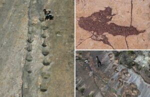 16.000 pegadas fósseis na Bolívia central revelam o comportamento dos dinossauros 16.000 pegadas fósseis na Bolívia central revelam o comportamento dos dinossauros