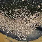 Dois pássaros voando, um deles tem uma pequena antena espiando por entre suas penas