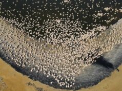 A ‘Internet dos Animais’ tem novos olhos no espaço para em breve rastrear a vida selvagem de cima Dois pássaros voando, um deles tem uma pequena antena espiando por entre suas penas