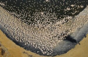 A ‘Internet dos Animais’ tem novos olhos no espaço para em breve rastrear a vida selvagem de cima Dois pássaros voando, um deles tem uma pequena antena espiando por entre suas penas