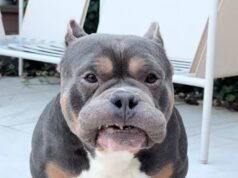 A amada influenciadora canina Raffie morre repentinamente na véspera de Natal Lembrando Raffie