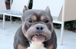 A amada influenciadora canina Raffie morre repentinamente na véspera de Natal Lembrando Raffie