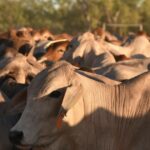 A coisa com maior probabilidade de acabar com o gado vivo do que uma mudança instintiva dos albaneses