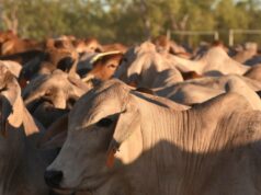 A coisa com maior probabilidade de acabar com o gado vivo do que uma mudança instintiva dos albaneses A coisa com maior probabilidade de acabar com o gado vivo do que uma mudança instintiva dos albaneses