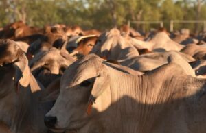 A coisa com maior probabilidade de acabar com o gado vivo do que uma mudança instintiva dos albaneses A coisa com maior probabilidade de acabar com o gado vivo do que uma mudança instintiva dos albaneses